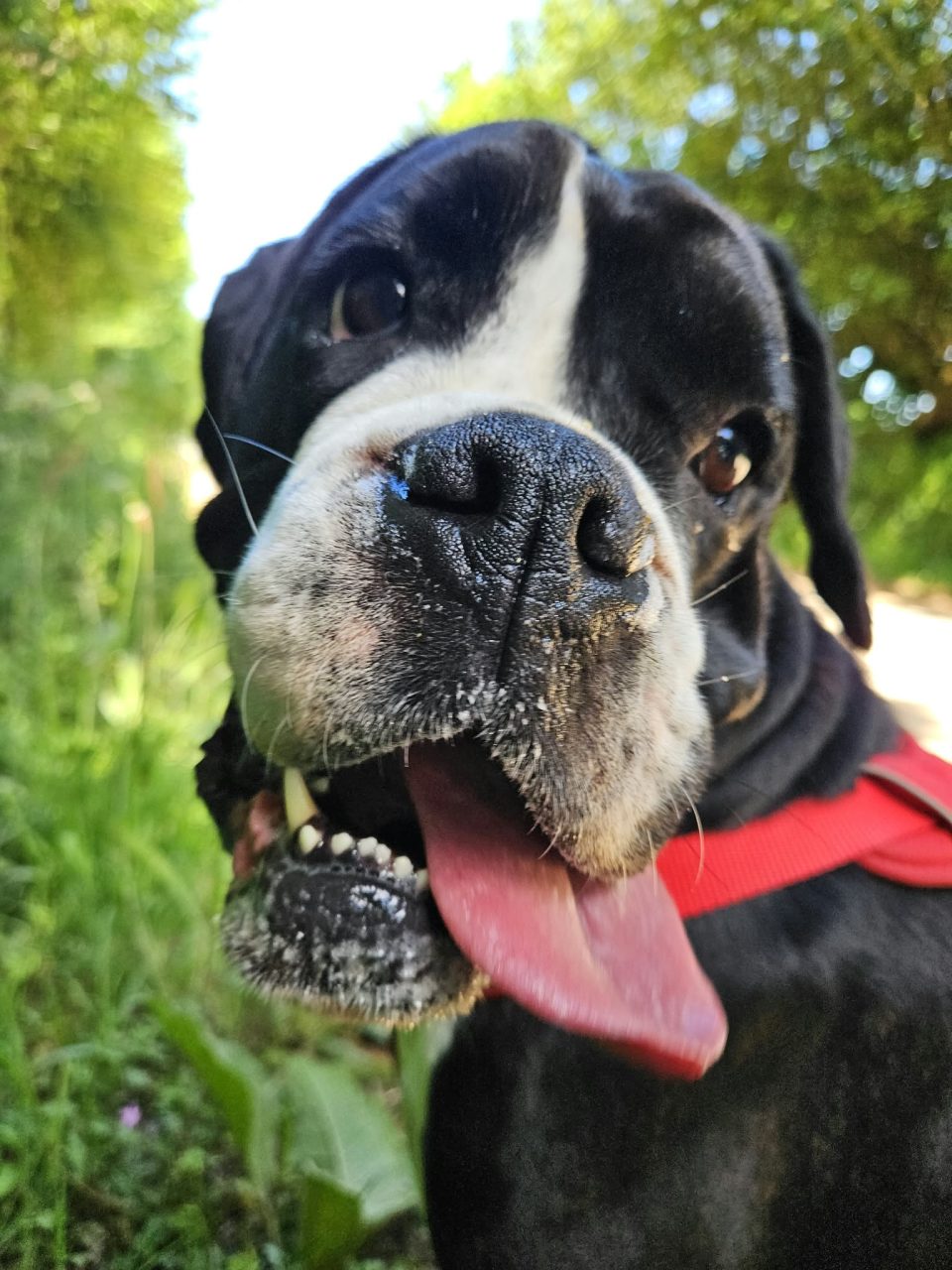 Boxer